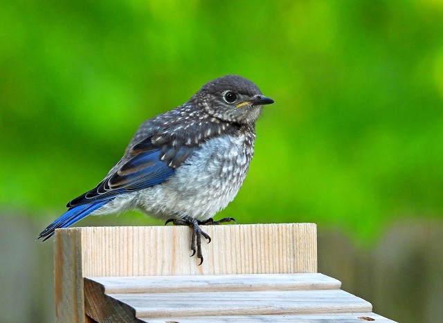 2022 Photo Contest - Bella Vista Bluebird Society